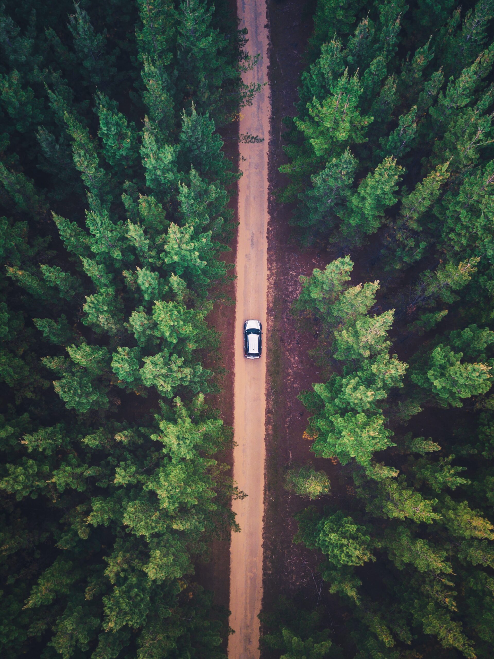 vehicle on road between trees